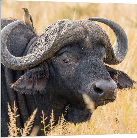 WallClassics - PVC Schuimplaat - Buffel tussen het Hoge Gras - 80x80 cm Foto op PVC Schuimplaat (Met Ophangsysteem)