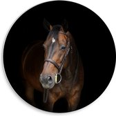 WallClassics - Cercle mural en panneau de mousse PVC - Cheval brun sur fond noir - Photo 30 x 30 cm sur cercle mural (avec système de suspension)