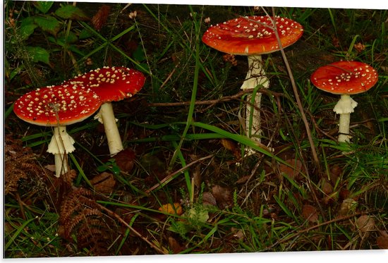 WallClassics - Dibond - Rood met Witte Paddenstoelen in het Bos - 105x70 cm Foto op Aluminium (Met Ophangsysteem)