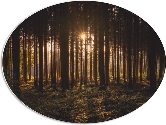 WallClassics - PVC Schuimplaat Ovaal - Ondergaande Zon tussen de Bomen - 68x51 cm Foto op Ovaal  (Met Ophangsysteem)