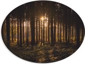 WallClassics - PVC Schuimplaat Ovaal - Ondergaande Zon tussen de Bomen - 40x30 cm Foto op Ovaal  (Met Ophangsysteem)