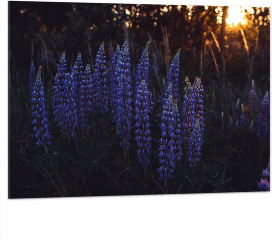 WallClassics - Dibond - Blauwe Lupine Plant - 100x75 cm Foto op Aluminium (Met Ophangsysteem)