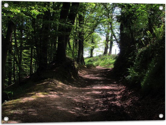 WallClassics - Poster de Jardin - Chemin de Sable dans la Forêt - 80x60 cm Photo sur Poster de Jardin (décoration murale pour l'extérieur et l'intérieur)