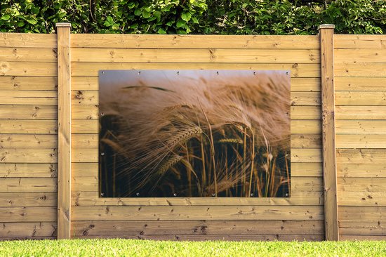 Décoration murale Grain - Nature - Plantes - 180x120 cm - Poster de jardin