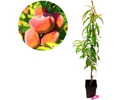 Prunus persica 'Donut' wilde perzikboom, 5 liter pot
