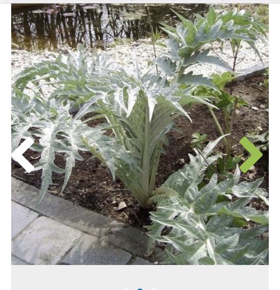 6 x Cynara scolymus - ARTISJOK
