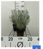 6 x Helichrysum italicum - Kerrieplant - pot 9 x 9 cm