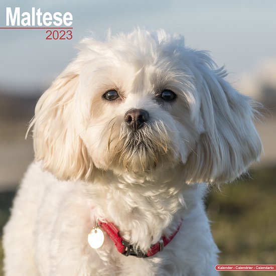 Maltese Kalender 2023