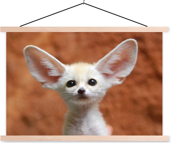 Bebe Renard Du Desert Aux Grandes Oreilles 60x40 Cm Bol Com