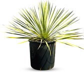 Sunny Tree - Palmboom - Yucca Rostrata - winterharde palmboom - Hoogte 70 cm