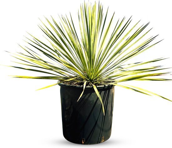 Sunny Tree - Palmboom - Yucca Rostrata - winterharde palmboom - Hoogte 70 cm
