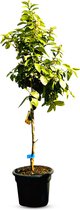 Sunny Tree - Boom - Limoenboom - Citrus Latifolia - Citrusplant - Fruitboom - 160 centimeter - 8 jaar oude boom