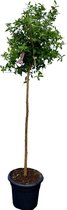 Granaatappelboom - Fruitboom - Buitenplant - 160 cm