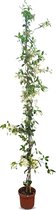 Sunny Tree - Toscaanse Jasmijn - Klimplant - Buitenplant - Winterhard - Trachelospermum Jasminoides - 160 cm