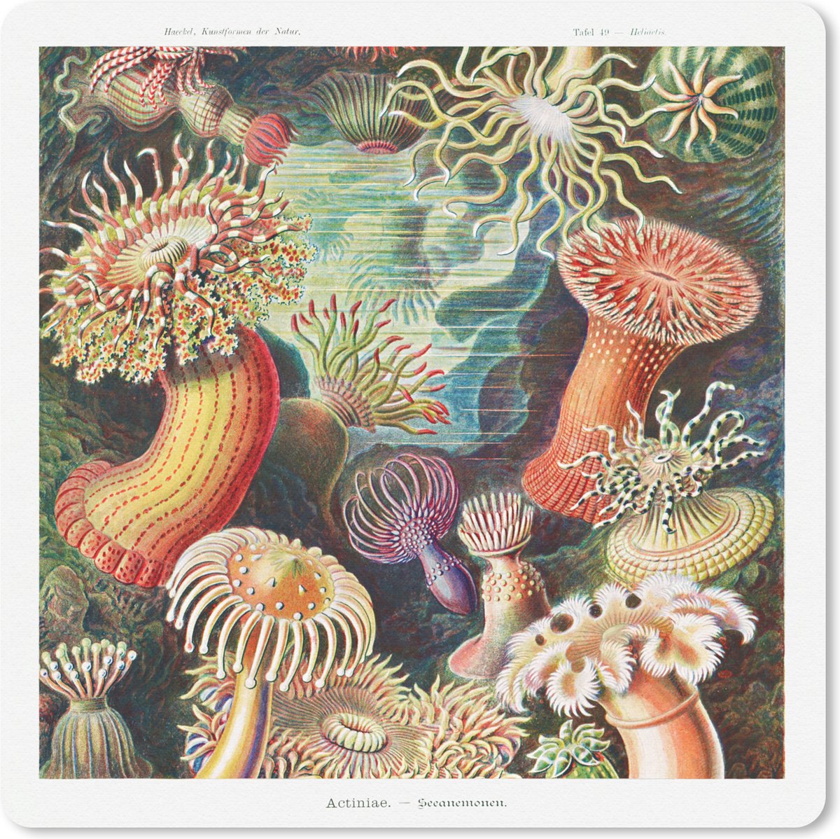 Muismat - Mousepad - Ernst Haeckel - Anemoon - Retro - Natuur - Planten - Zee - 30x30 cm - Muismatten