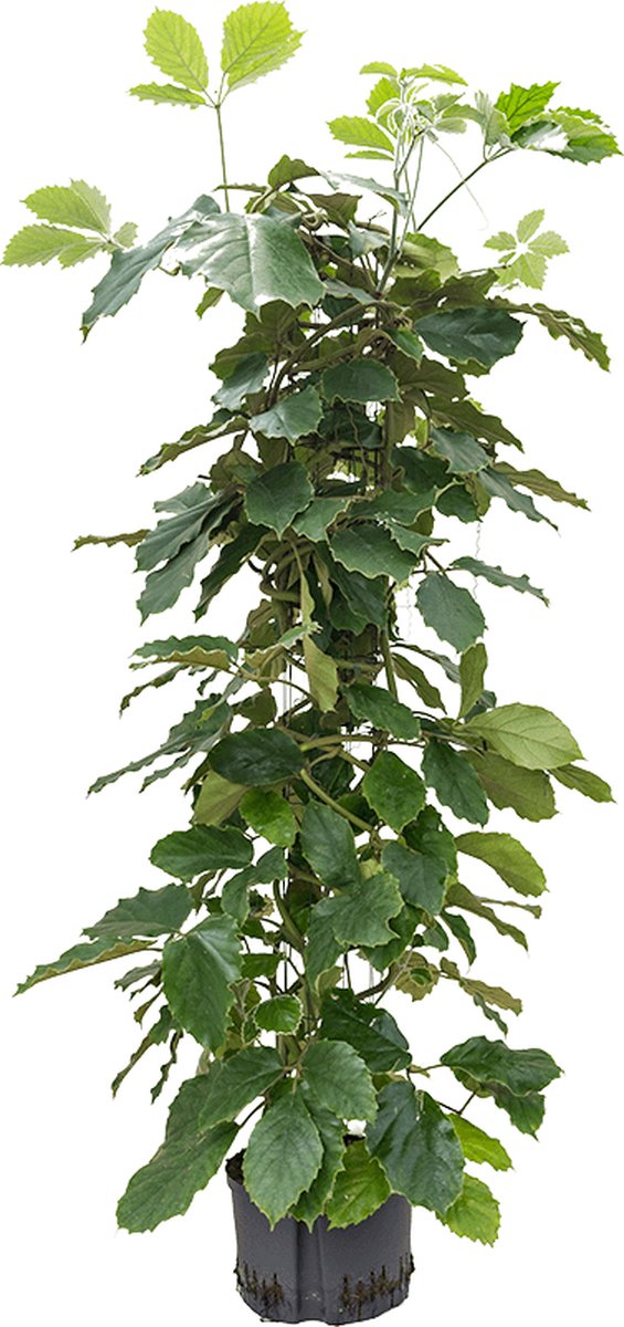 Hydroplant Tetrastigma Voinierianum