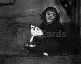 W. Eugene Smith - Chimp and Cat - Vintage dubbele kaarten - Zwart-wit - Set van 10 kaarten met eco-katoen enveloppen