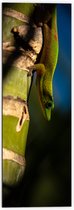 WallClassics - Dibond - Hagedis op een Bamboe Boom - 50x150 cm Foto op Aluminium (Met Ophangsysteem)