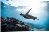 WallClassics - PVC Schuimplaat - Schilpad Zwemmend onder Water - 90x60 cm Foto op PVC Schuimplaat (Met Ophangsysteem)