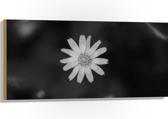 WallClassics - Hout - Wit Madeliefje - 100x50 cm - 12 mm dik - Foto op Hout (Met Ophangsysteem)