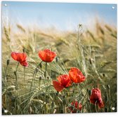 WallClassics - Tuinposter – Rode Klaprozen in het Gras - 80x80 cm Foto op Tuinposter  (wanddecoratie voor buiten en binnen)