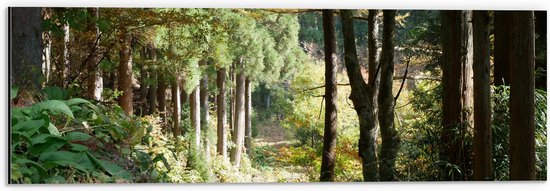 WallClassics - Dibond - Zandweg in het Bos met Mooie Lichtinval - 60x20 cm Foto op Aluminium (Wanddecoratie van metaal)