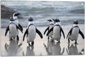WallClassics - Tuinposter – Waggelende Pinguïns op het Strand - 75x50 cm Foto op Tuinposter  (wanddecoratie voor buiten en binnen)