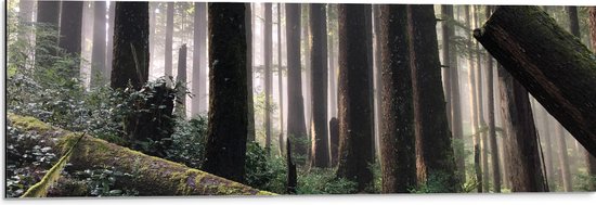 WallClassics - Dibond - Bos met Omgevallen Bomen - 90x30 cm Foto op Aluminium (Met Ophangsysteem)