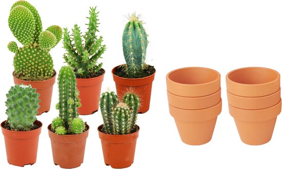 Mini Cactus Mix - 6 Stuks - Ø 8,1 cm - Hoogte: 5-10 cm - Terracotta Potten