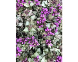 6 x Lamium maculatum 'Purple Dragon' - Dovenetel pot 9x9cm