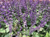 6 x Salvia Verticillata 'Purple Rain' - Kranssalie pot 9x9cm