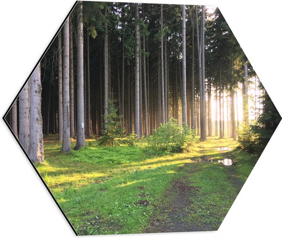 WallClassics - Dibond Hexagon - Zon tussen Dunne Bomen Door - 50x43.5 cm Foto op Hexagon (Met Ophangsysteem)