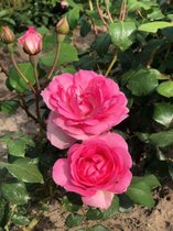 ROSA 'CENTENAIRE DE LOURDES' (= 'DELGE') - roos in pot