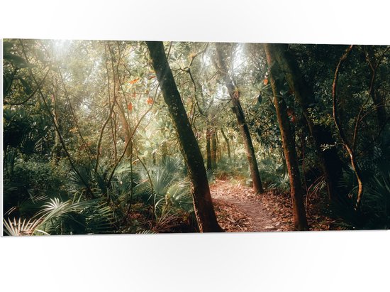 WallClassics - Panneau en mousse PVC – Chemin forestier dans une forêt tropicale – Photo 100 x 50 cm sur panneau en mousse PVC