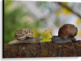 WallClassics - Toile - Escargots amoureux sur une branche - 100x75 cm Tableau sur toile (Décoration murale sur toile)