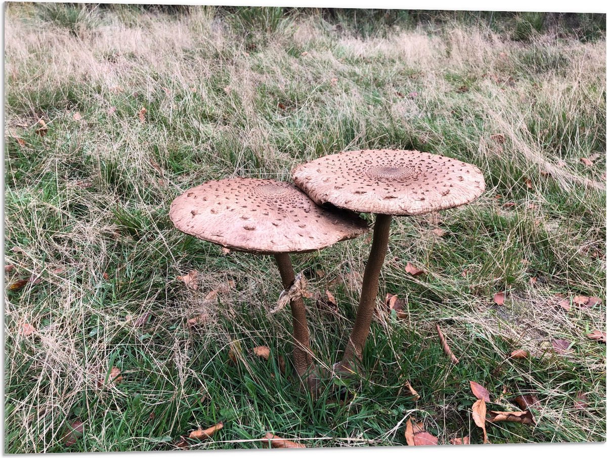 Acrylglas - Twee Grote Parasolzwam Paddenstoelen - 80x60 cm Foto op Acrylglas (Met Ophangs