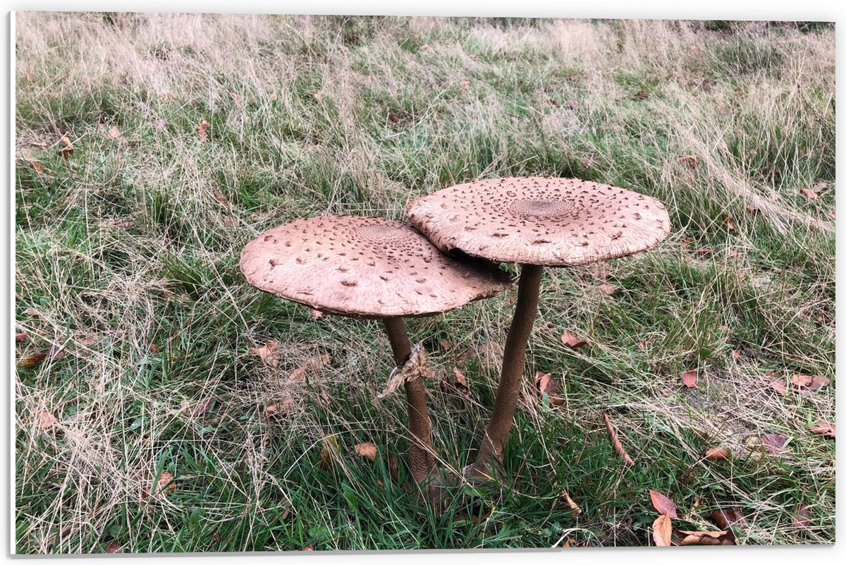 PVC Schuimplaat - Twee Grote Parasolzwam Paddenstoelen - 60x40 cm Foto op PVC Schuimplaat