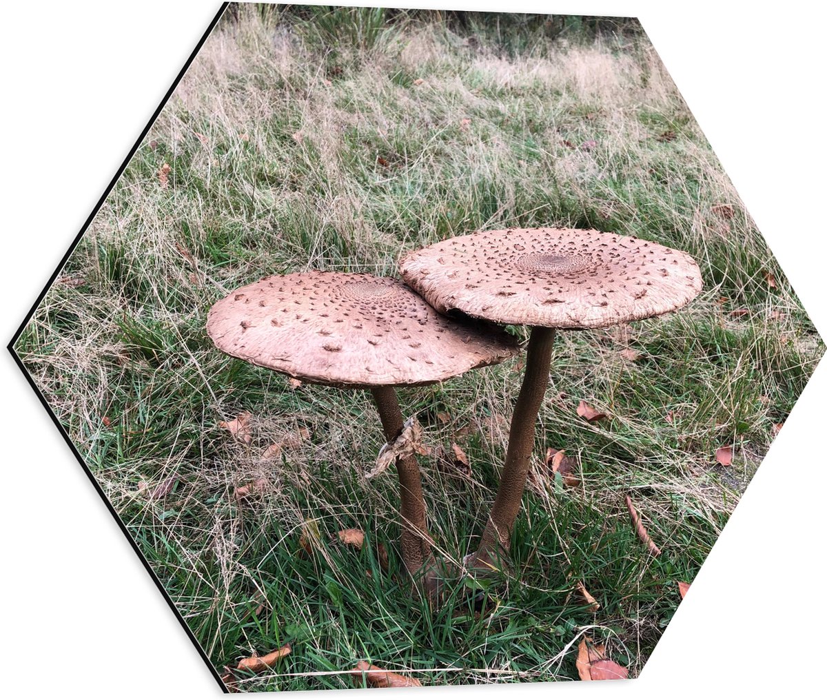 Dibond Hexagon - Twee Grote Parasolzwam Paddenstoelen - 50x43.5 cm Foto op Hexagon (Met Op