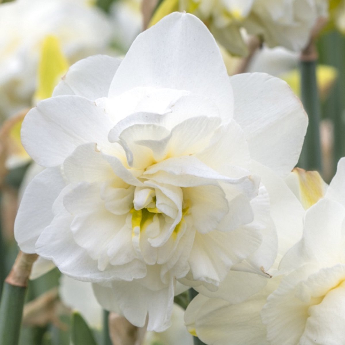 Narcis Obdam | 10 stuks | Dubbel | Wit | Narcissenbollen