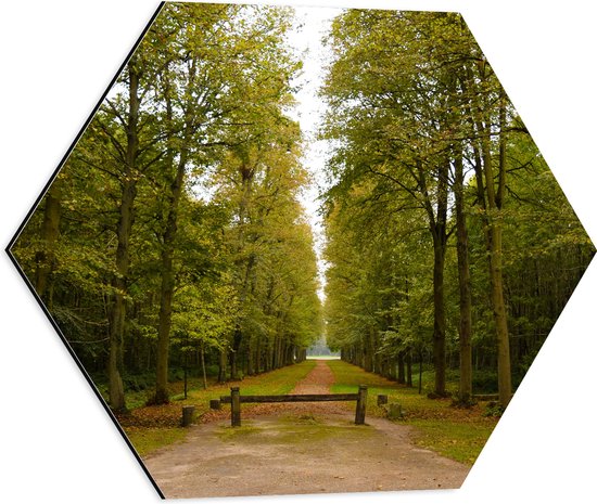 WallClassics - Dibond Hexagon - Wandelpad Tussen de Bossen - 50x43.5 cm Foto op Hexagon (Met Ophangsysteem)