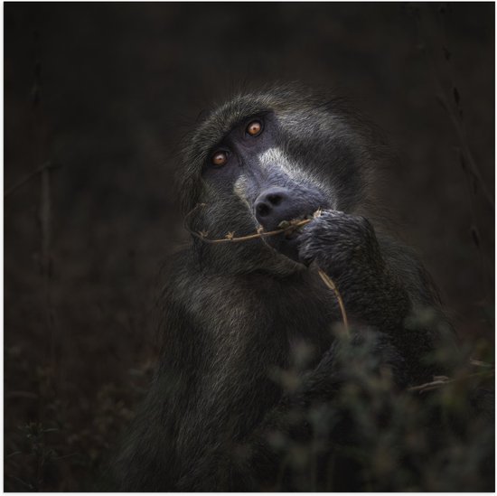 WallClassics - Poster (Matte) - Dark Monkey - 50x50 cm Photo sur Papier Poster avec un aspect Mat