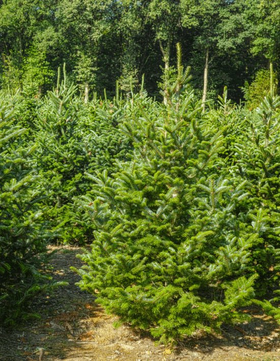 Echte kerstboom - Nordmann - 225-250 cm - Gezaagd Echte kerstboom - Nordmann - 225-250 cm - Gezaagd