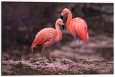 WallClassics - Dibond - Roze Flamingos - 60x40 cm Foto op Aluminium (Met Ophangsysteem)