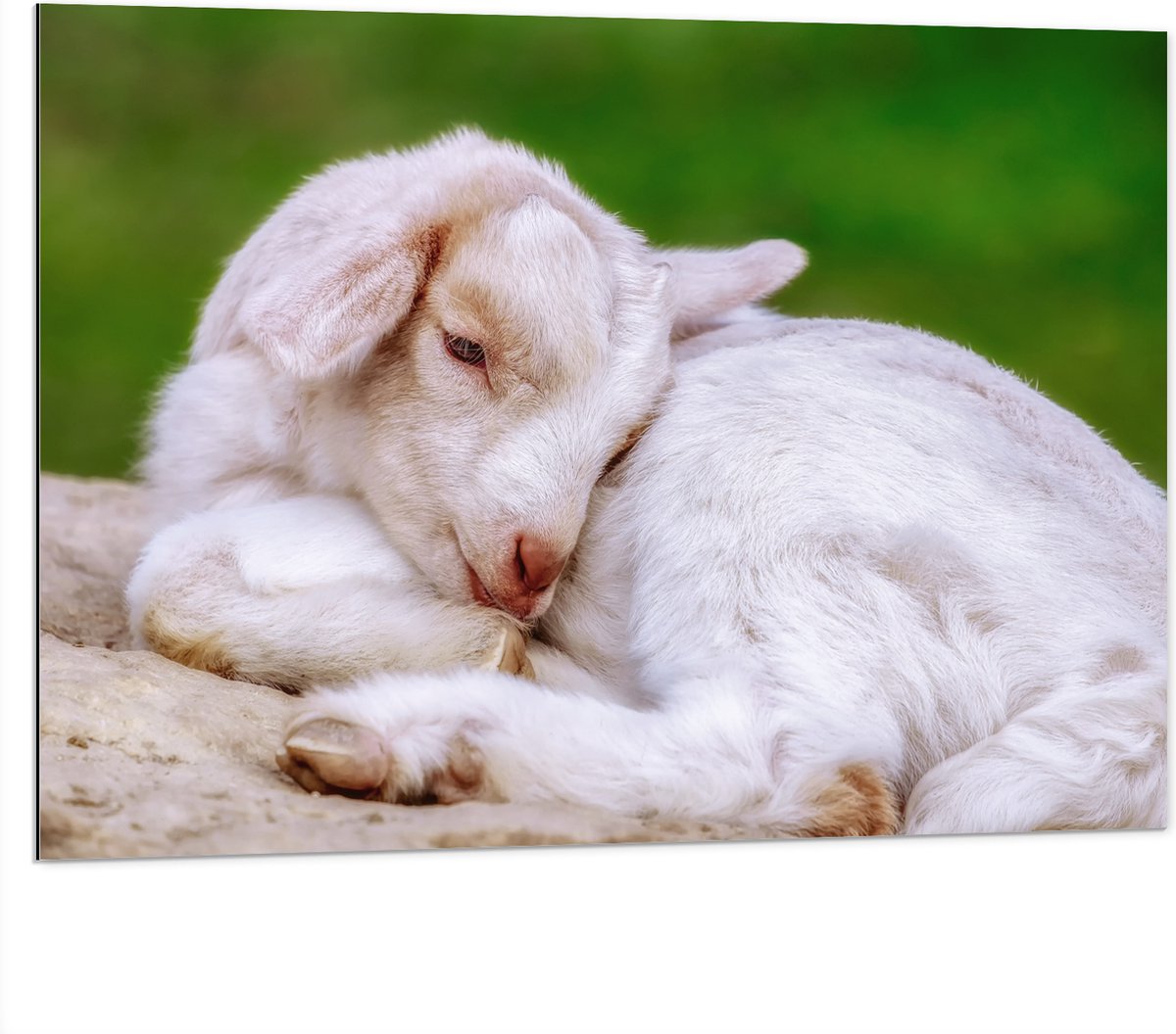 Dibond - Baby Geitje - 100x75 cm Foto op Aluminium (Met Ophangsysteem)