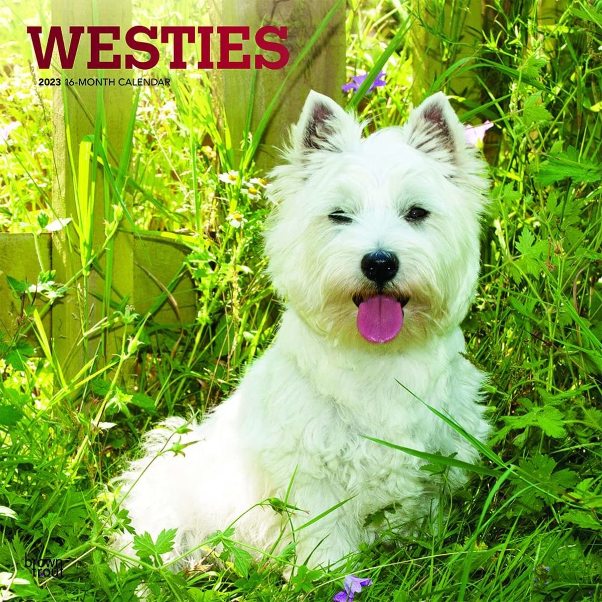 West Highland White Terrier Kalender 2023