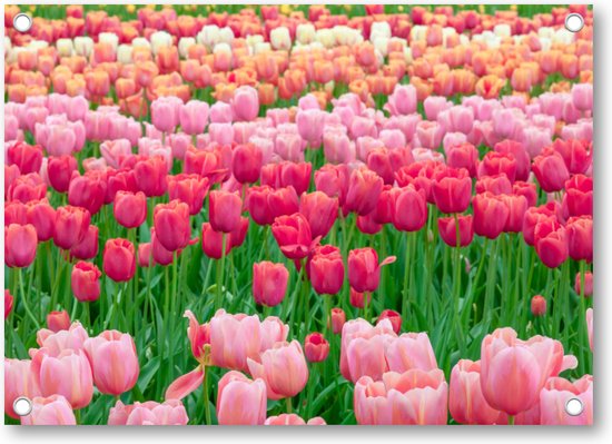 Tulpenveld in Nederland - Tuinposter 70x50 - Wanddecoratie - Landschap - Natuur - Bloemen