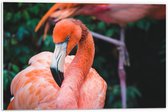 WallClassics - PVC Schuimplaat - Mooie Roze Flamingo - 60x40 cm Foto op PVC Schuimplaat (Met Ophangsysteem)