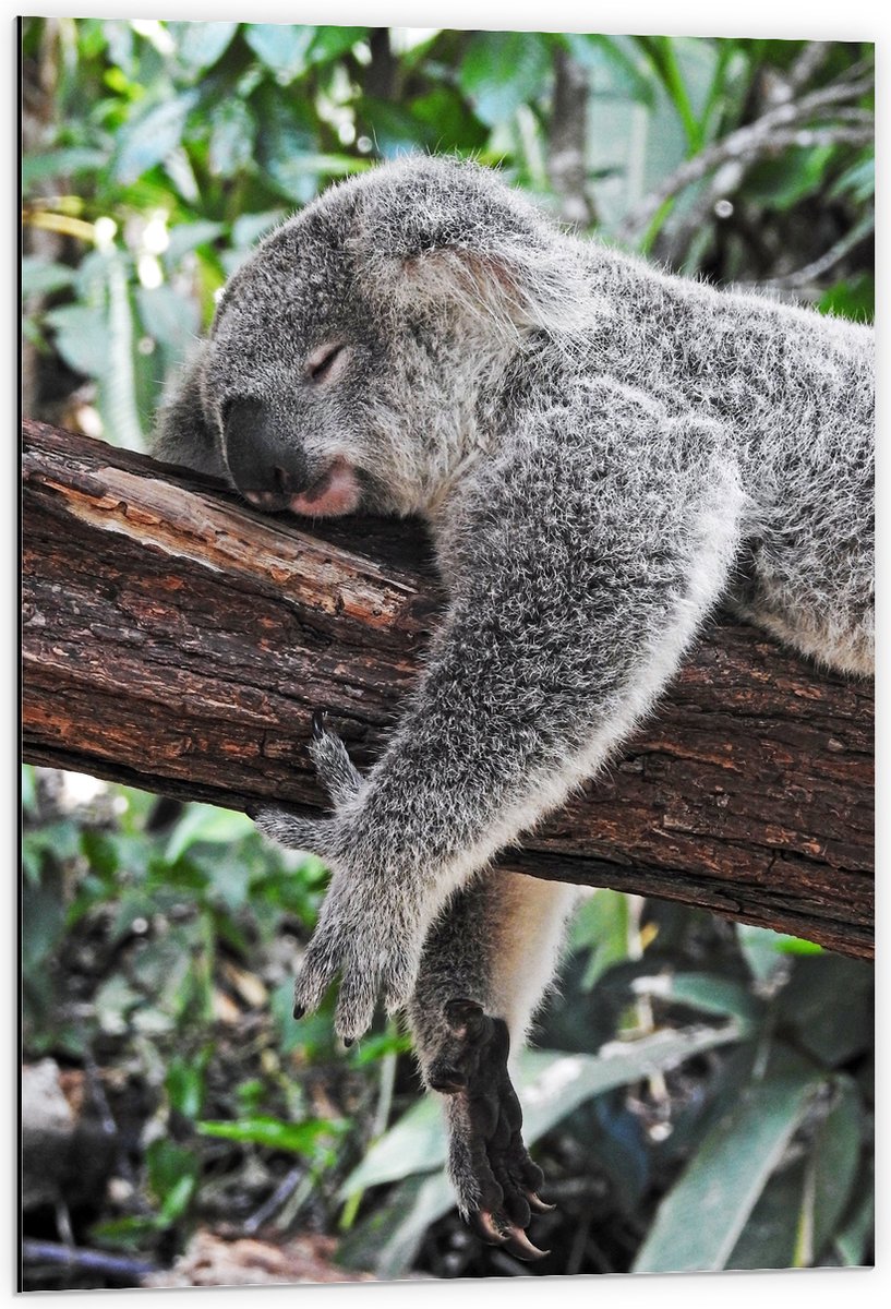 Dibond - Luie Koala op een Boomstam - 60x90 cm Foto op Aluminium (Wanddecoratie van metaal