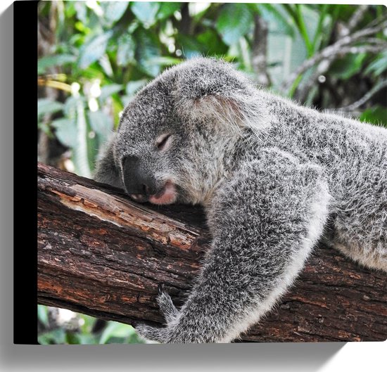 WallClassics - Canvas  - Luie Koala op een Boomstam - 30x30 cm Foto op Canvas Schilderij (Wanddecoratie op Canvas)