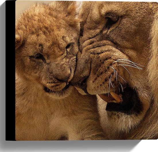 WallClassics - Canvas  - Leeuwen Welp met Vader Leeuw - 30x30 cm Foto op Canvas Schilderij (Wanddecoratie op Canvas)